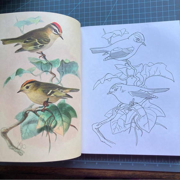 The Beauties of Nature Coloring Book: Flowers, Birds, Butterflies, & Wildlife - Picture 3 of 12